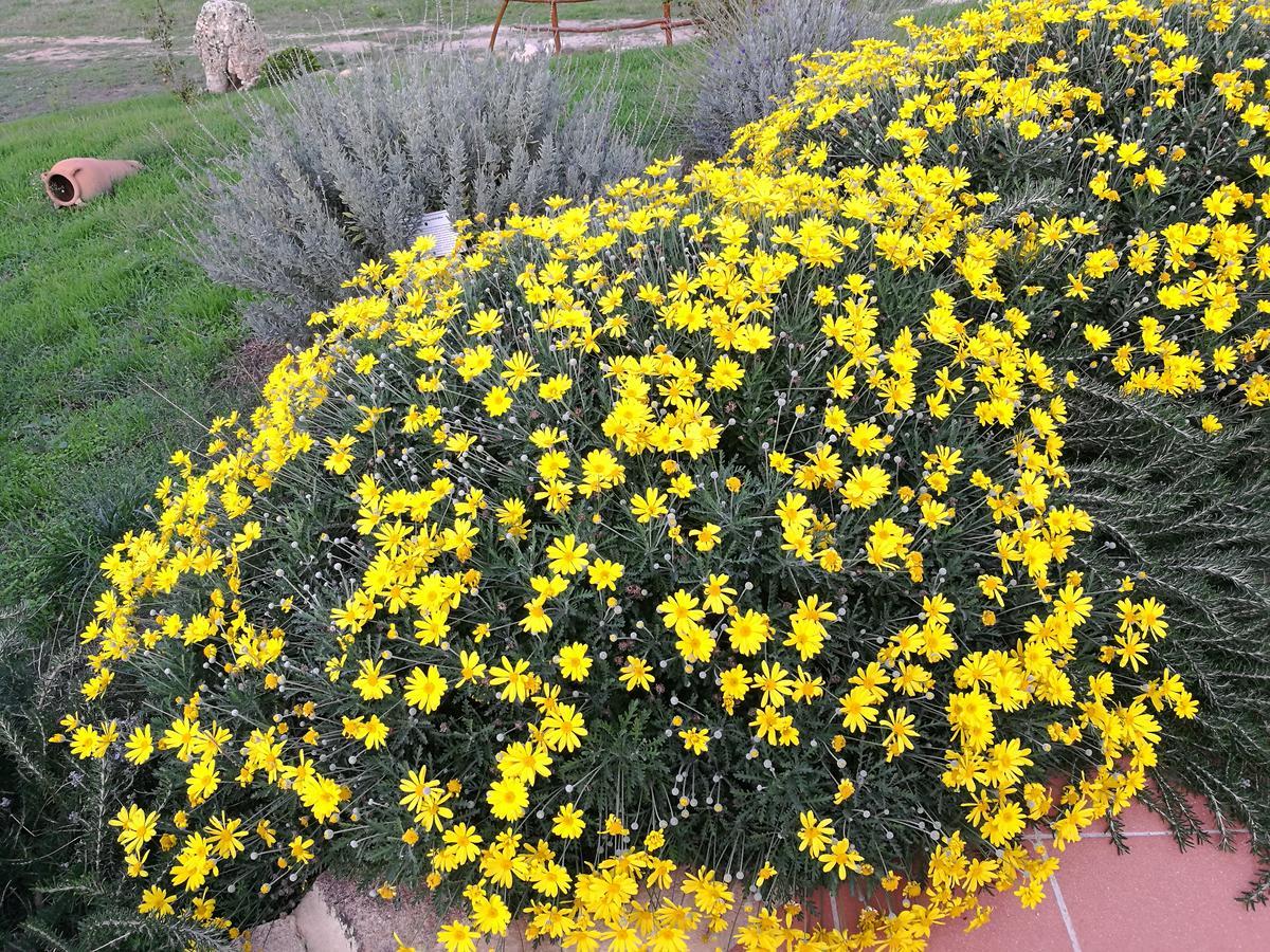 Country House Vignola Mare Aglientu Exterior photo