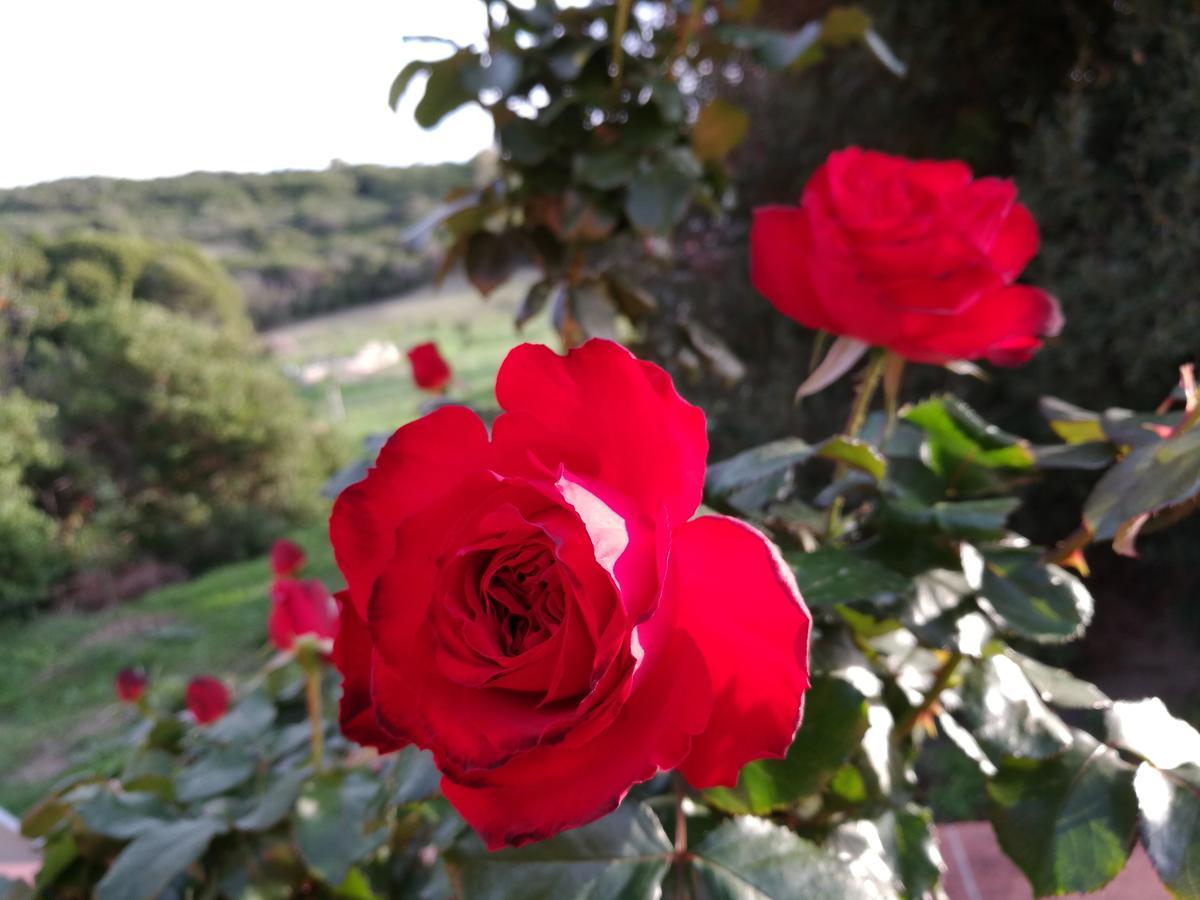 Country House Vignola Mare Aglientu Exterior photo